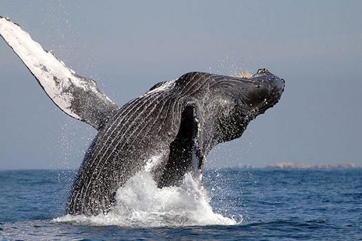 Whale Watching in Cabo San Lucas: Sightseeing Cruise and Shopping - Image 2