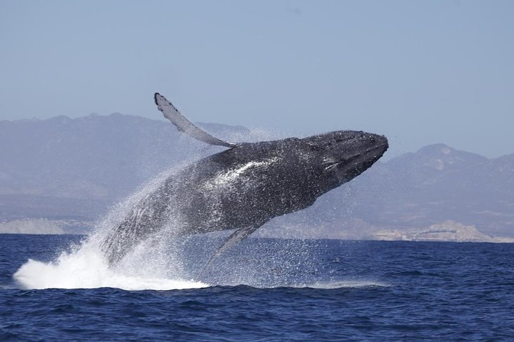 Whale Watching on 2 Level Big Boat with Breakfast and Drinks INCLUDED - Image 1