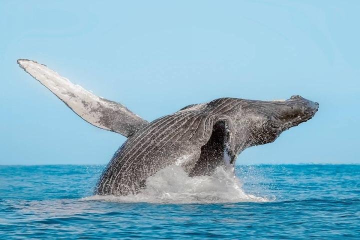 Whale Watching on 2 Level Big Boat with Breakfast and Drinks INCLUDED - Image 4