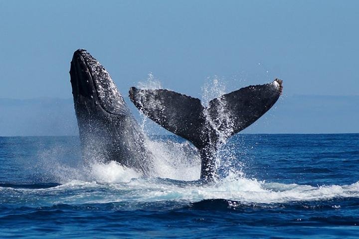 Whale Watching on 2 Level Big Boat with Breakfast and Drinks INCLUDED - Image 2