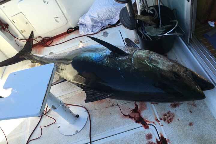 Full Day Private Fishing for Giant Tuna - Image 4