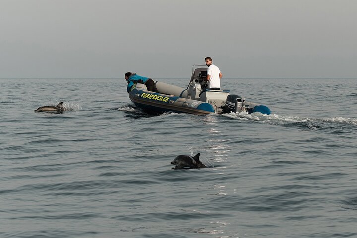 Private Tour with Dolphin Watching in Algeciras Bay - Image 1
