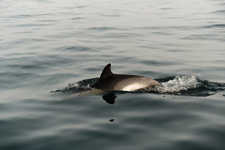 Private Tour with Dolphin Watching in Algeciras Bay - Image 2