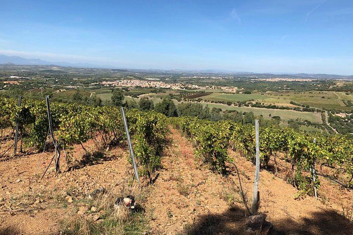 Small-Group Food and Wine Tour from Cagliari - Image 4