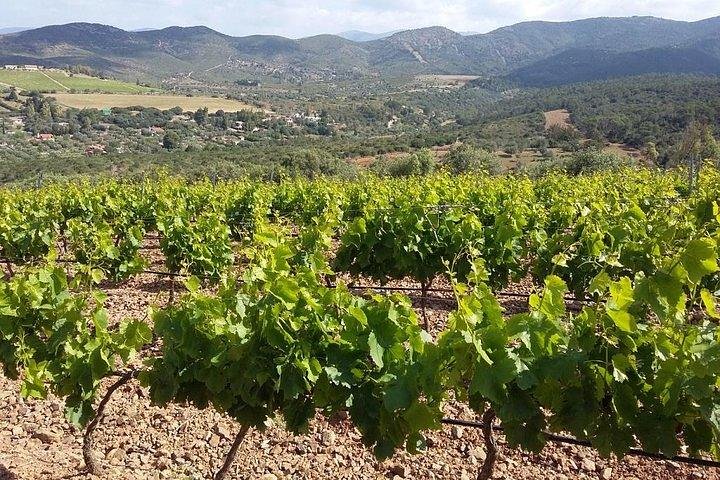 Wine tour aroud vineyards of Cagliari  - Image 3