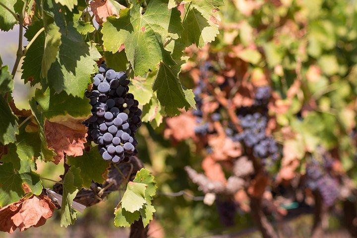 Wine tour aroud vineyards of Cagliari  - Image 2