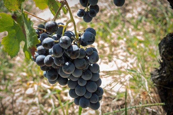 Wine tour aroud vineyards of Cagliari  - Image 1