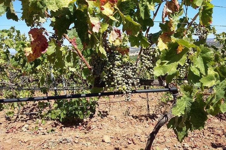 Wine tour aroud vineyards of Cagliari  - Image 5