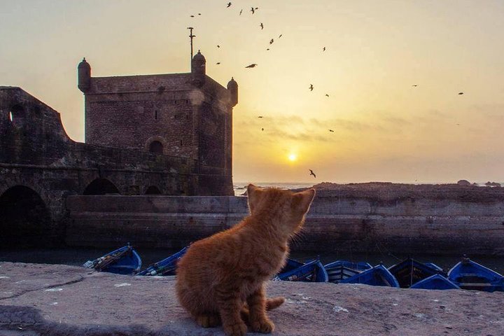 11 days tour from casablanca to the desert  - Image 3