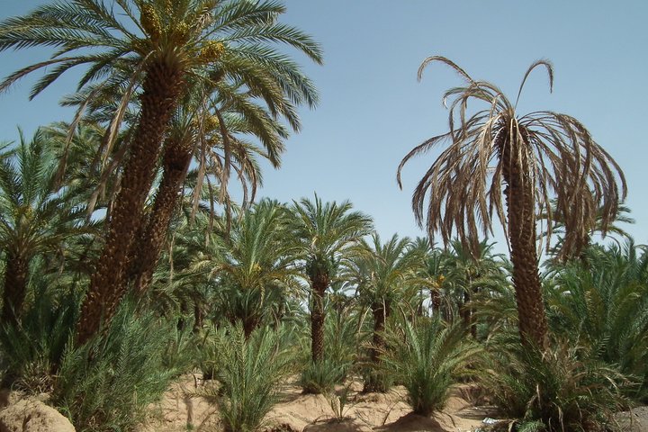 5 Day Tour to Sahara Desert From Casablanca - Image 5