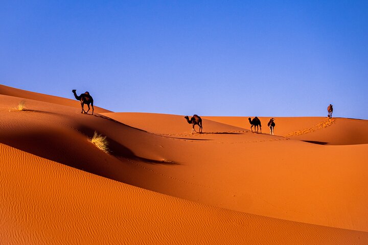 8 Days Sahara Private Tour from Casablanca to Marrakech - Image 2