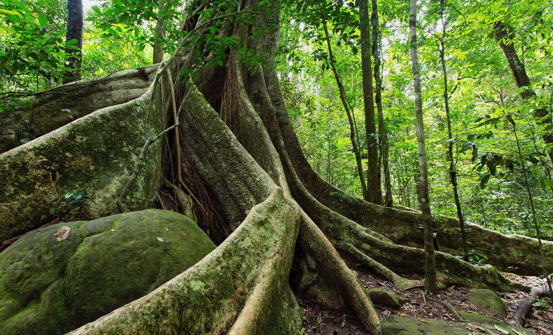 Cairns Rainforest - Image 1