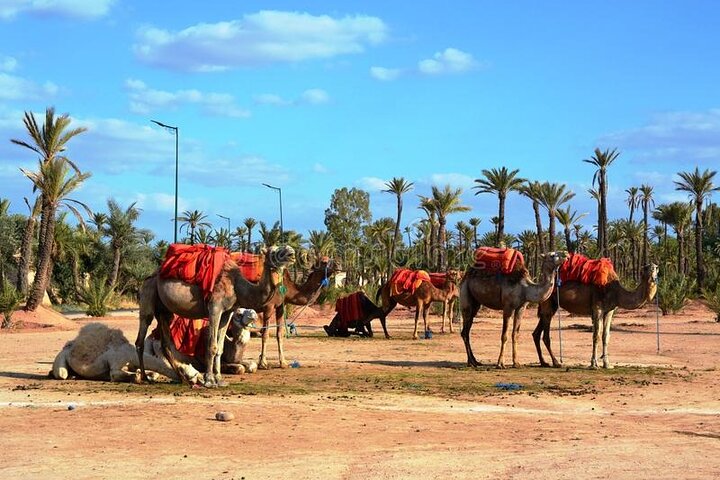 Casablanca To Marrakech Private VIP Day Trip With Camel Ride - Image 4