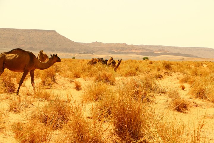 From Casablanca: Private 11 Days-Tour to the Atlas Mountains & the Sahara Desert - Image 2
