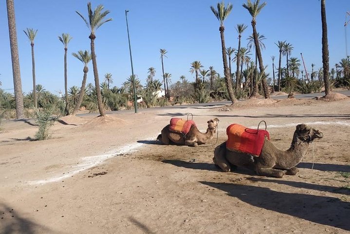 Marrakech Express Excursion From Casablanca with Camel Riding - Image 3