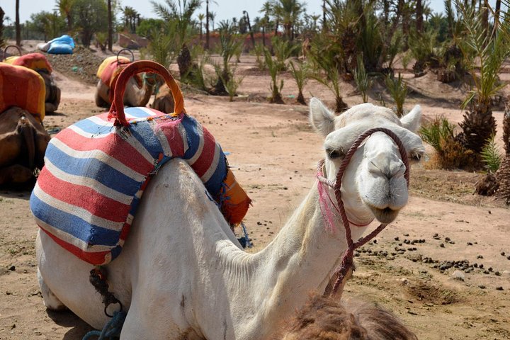 Marrakech Guided Tour From Casablanca With Camel Ride - Image 1