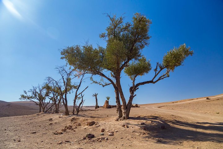 Marrakesh Day Trip From Casablanca With Camel Ride And Lunch At Agafay Desert - Image 2