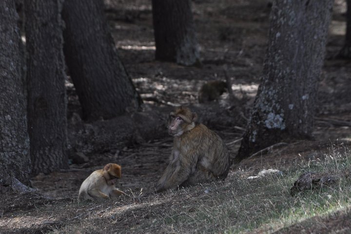 Morocco Trekking Tour for Women - Atlas Mountains hiking tour for women - Image 1
