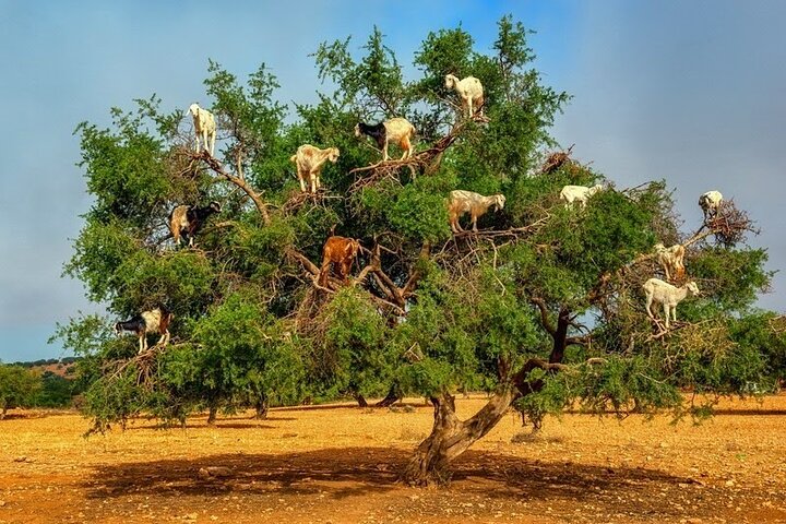 Private 2-Day Guided Tour from Casablanca to Essaouira  - Image 1