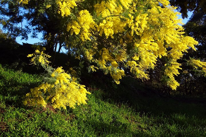 discovering the mimosa trees hills-private tour - Image 3