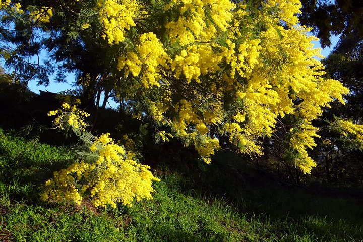 discovering the mimosa trees hills-private tour - Image 1