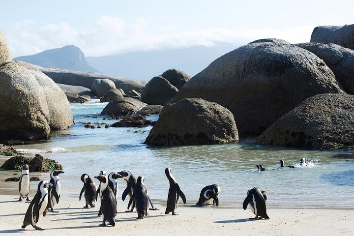 1 day Cape Peninsula and Boulders Tour with Private Transfers - Image 3