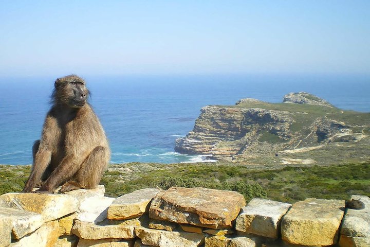 1 day Cape Peninsula and Boulders Tour with Private Transfers - Image 5