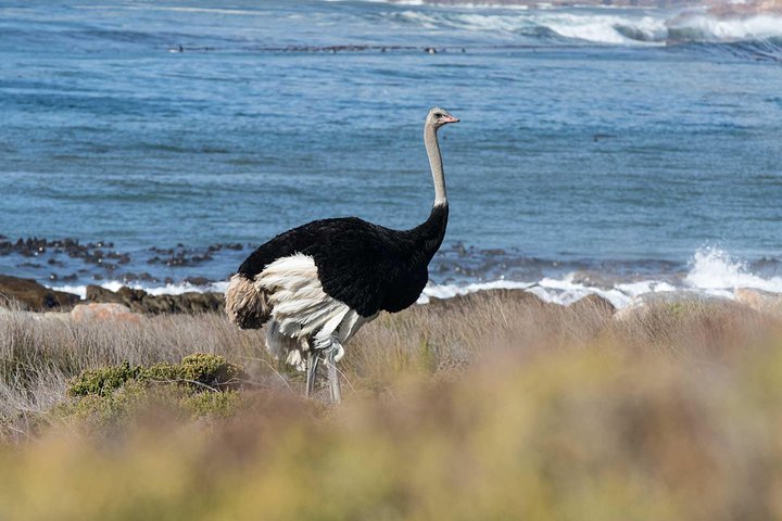 1 day Cape Point and Constantia Wine Tour with Private Transfers - Image 5