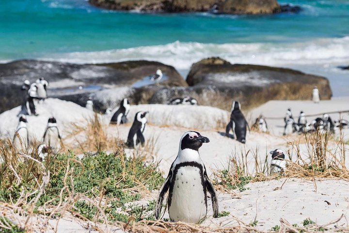 1 day Cape Point and Constantia Wine Tour with Private Transfers - Image 3