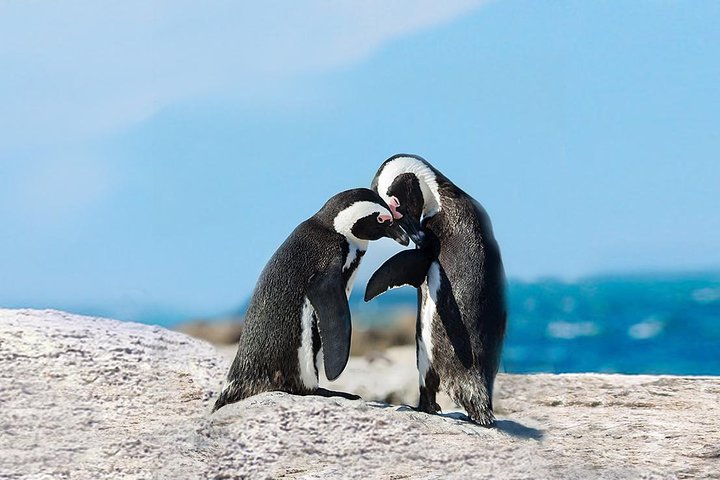 1 day Cape Point Explore with Boulder's Penguins Small Group Tour  - Image 1