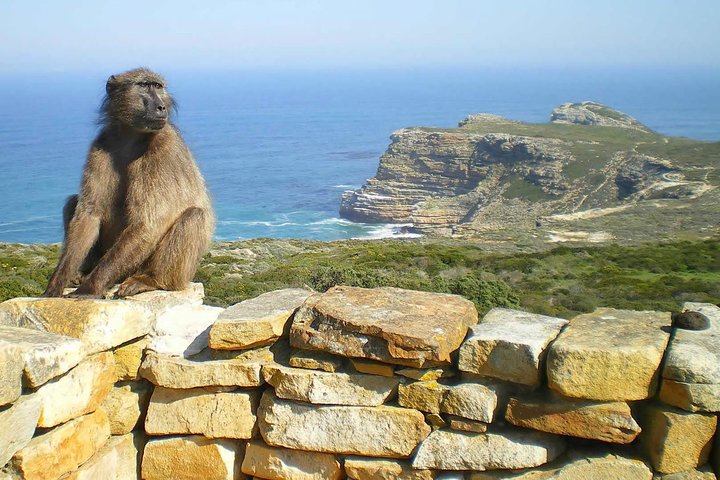 1 day Cape Point Explore with Boulder's Penguins Small Group Tour  - Image 2