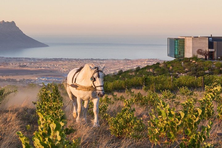 1 Day Helderberg Valley Winelands Tour with Private Transfers - Image 4