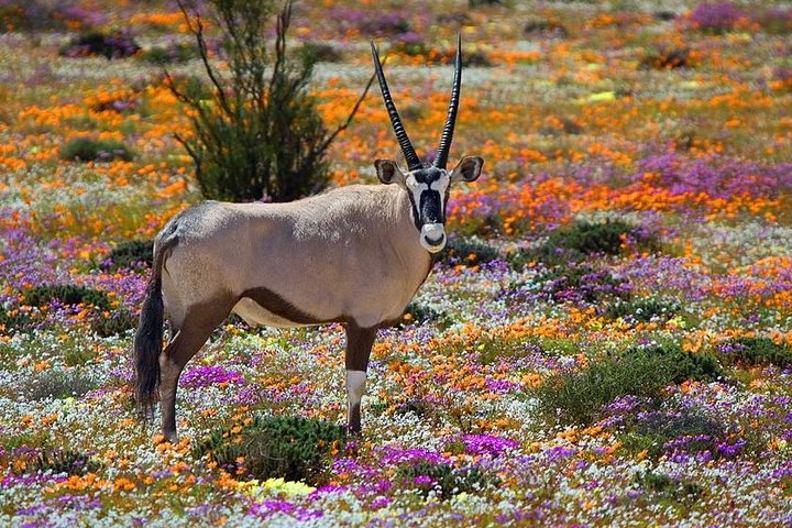 1 Day West Coast Wonders Tour with Private Transfers - Image 1