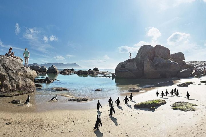 10 Day Cape Town Complete Combo including Garden Route Guided Small Group Tour - Image 4