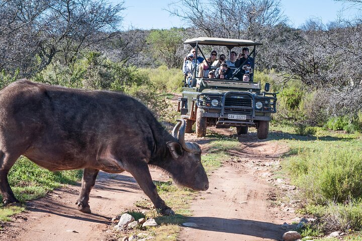2-Day Buffelsdrift Game Lodge Safari with Cango Caves Shared Tour - Image 2