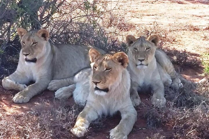 2-Day Buffelsdrift Game Lodge Safari with Cango Caves Shared Tour - Image 4