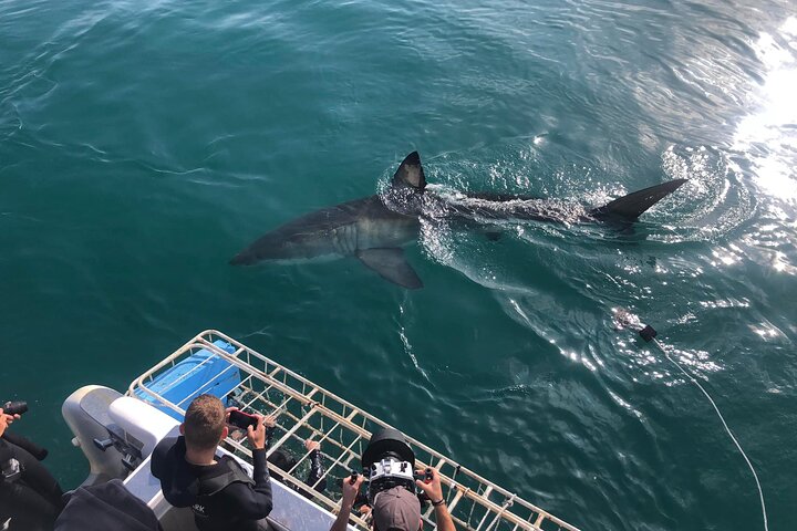2-Day Garden Route Bungee Jump, Zipline & Shark Cage Diving tour - Image 3