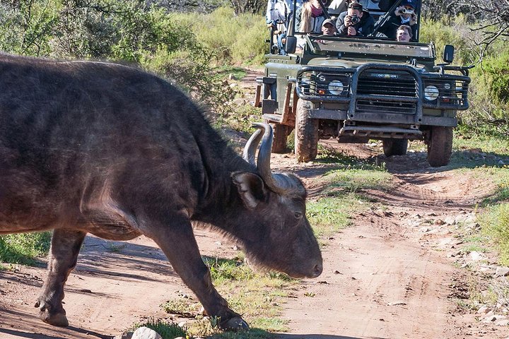 2 Day South African Wildlife Safari Tour: See most of Big 5 in the Western Cape - Image 5