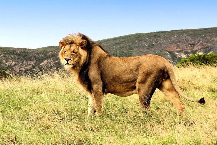 2 Day South African Wildlife Safari Tour: See most of Big 5 in the Western Cape - Image 4