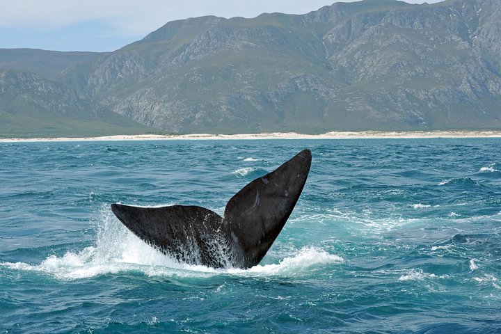 2 Day Whale Coast and Wildlife Safari Tour with Private Transfers - Image 4