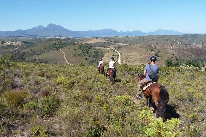 2 Day Whale Coast and Wildlife Safari Tour with Private Transfers - Image 5