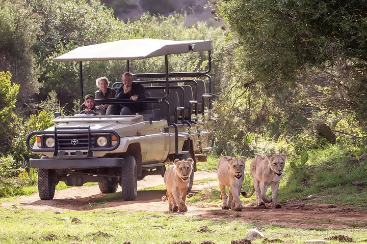 2 Day Whale Coast and Wildlife Safari Tour with Private Transfers - Image 2