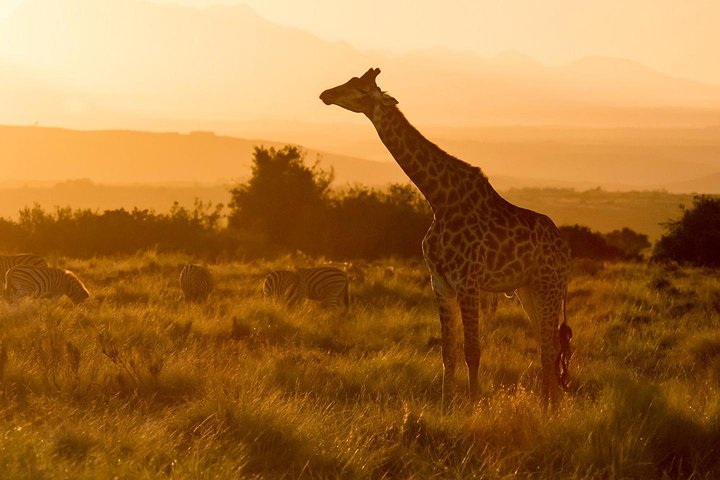 2 Day Whale Coast and Wildlife Safari Tour with Private Transfers - Image 1
