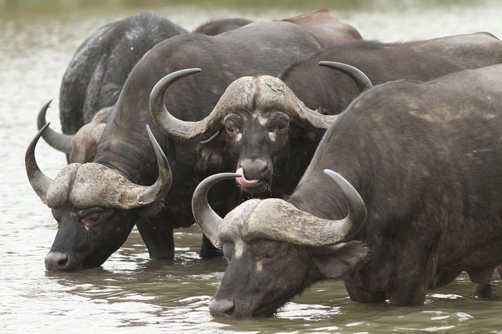 2-Nights 5-star Sanbona Game Reserve with private transfers to and from Sanbona - Image 2