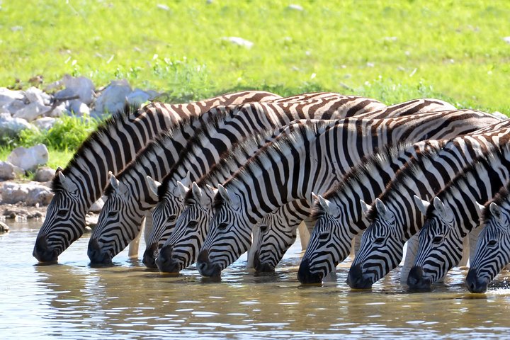 2-Nights 5-star Sanbona Game Reserve with private transfers to and from Sanbona - Image 1