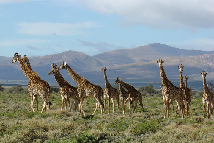 2Day Best Safari - Cape Town 1 night accomodation. incl Transfers - Image 2