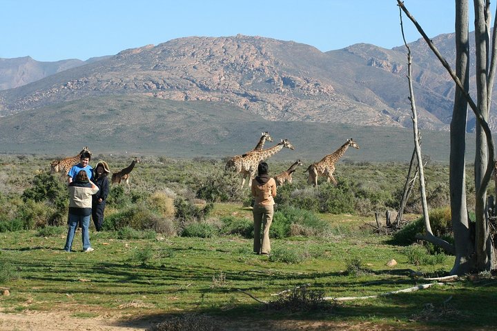 2Day Best Safari - Cape Town 1 night accomodation. incl Transfers - Image 3