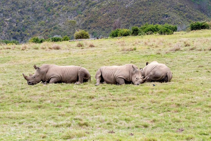 3 Day Best of Garden Route Highlights with Safari from Cape Town - Image 3