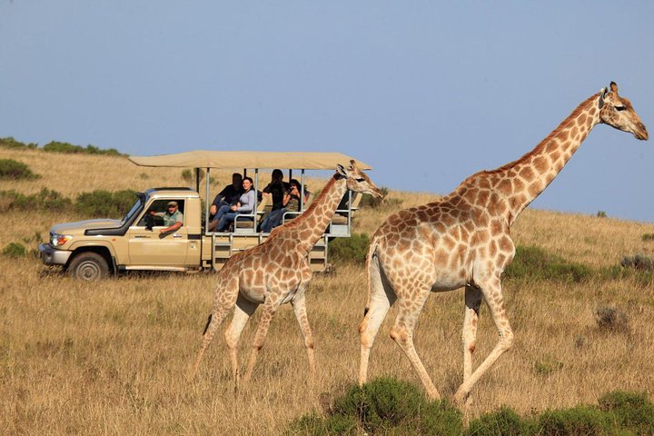 3 Day Best of Garden Route Highlights with Safari from Cape Town - Image 1