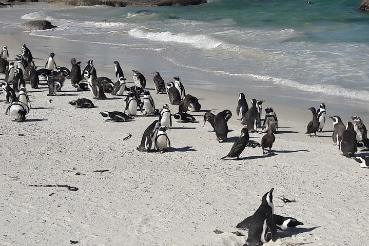 3-Day Cape Town Private Tour with Paragliding and Wine Tasting - Image 5